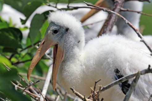 Wood Stork Chick