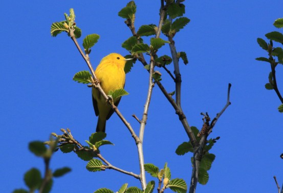 Yellow Warbler