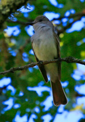Ash Throated Flycatcher 1