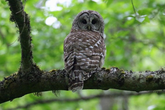 Barred Owl