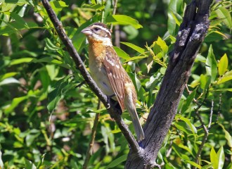 Black Headed Grosbeak Female