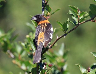 Black Headed Grosbeak