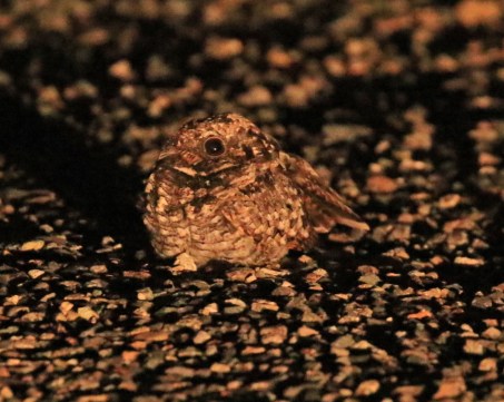Common Poorwill