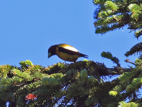 Evening Grosbeak