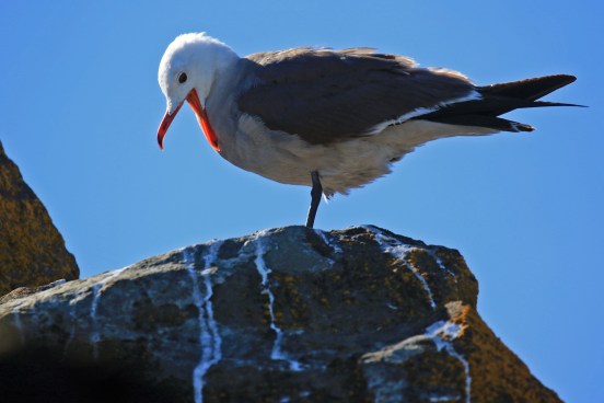 Heerman's Gull