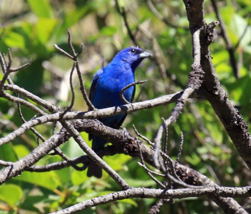 Indigo Bunting