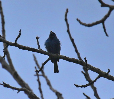 Indigo Bunting3