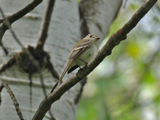 Least Flycatcher