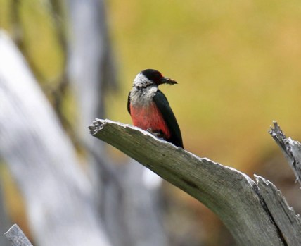 Lewis's Woodpecker