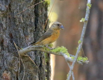 Red Crossbill