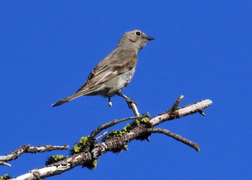 Townsend's Solitaire