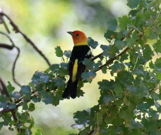 Western Tanager
