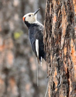 White Headed Woodpecker2a