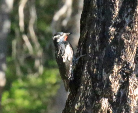 Williamson's Sapsucker