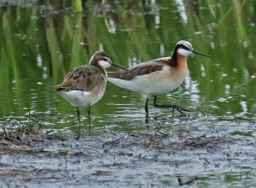 Wilson Phalaropes
