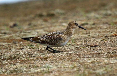 Baird's Sandpiper