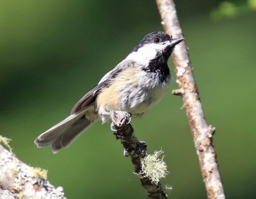 Black Capped Chickadee