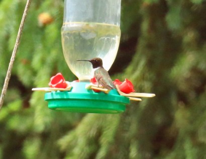 Black Chinned Hummingbird