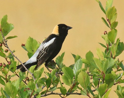 Bobolink1