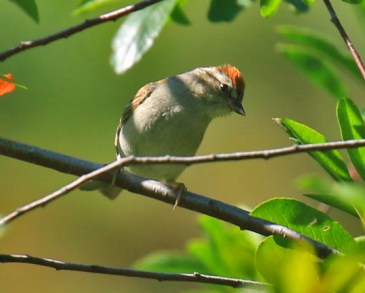 Chipping Sparrow