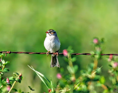 Clay Colored Sparrow