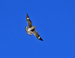 Common Nighthawk Flight - Copy