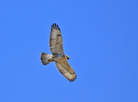 Ferruginous Hawk Lighter - Copy