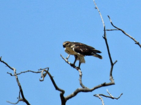 Ferruginous Hawk Perched