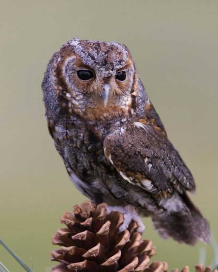 Flammulated_Owl_b53-2-009_l