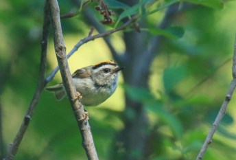 Golden Crowned Kinglet