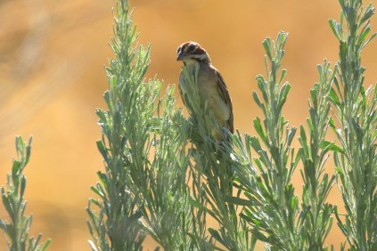 Lark Sparrow 1