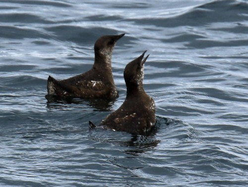 Marbled Murrelets