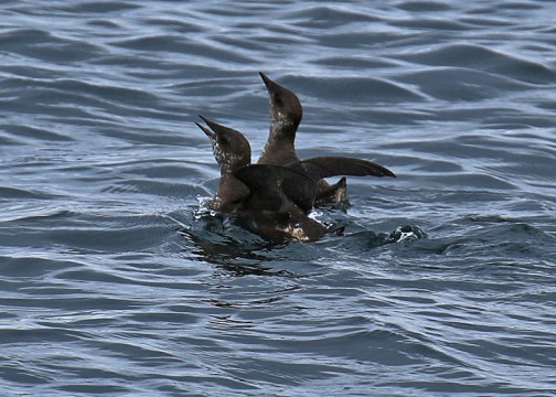 Marbled Murrelets2