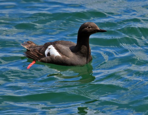 Pigeon Guillemot