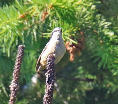 Red Breasted Nuthatch