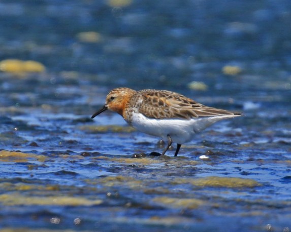 Red Necked Stint 3