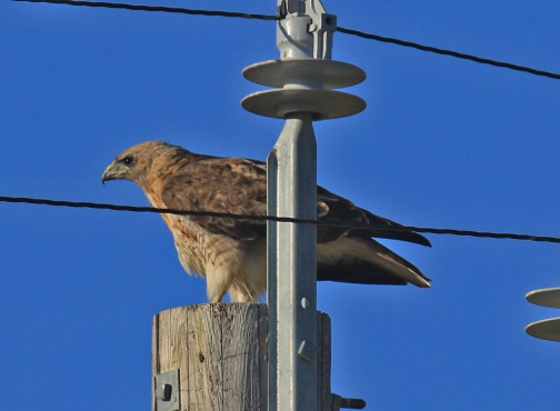 Swainson's Hawk