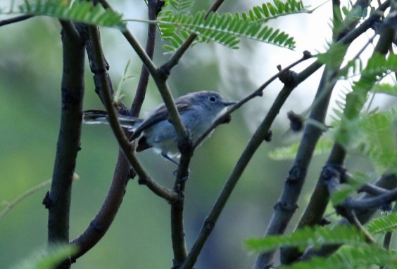 Black Capped Gnatcatcher