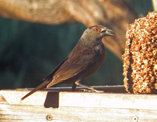 Bronzed Cowbird