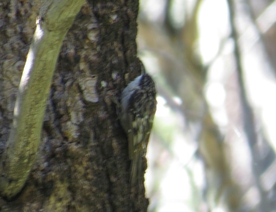 Brown Creeper