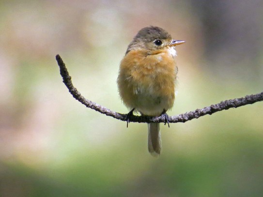 Buff Breasted Flycatcher (2)