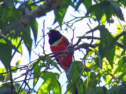 Elegant Trogon 2