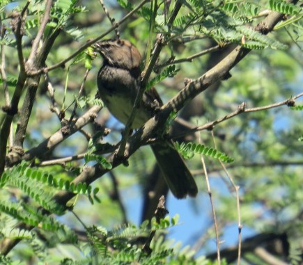 Five Striped Sparrow