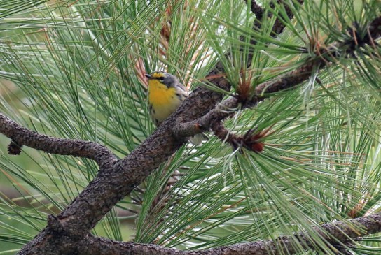 Grace's Warbler