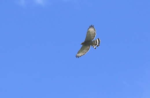 Gray Hawk Flight