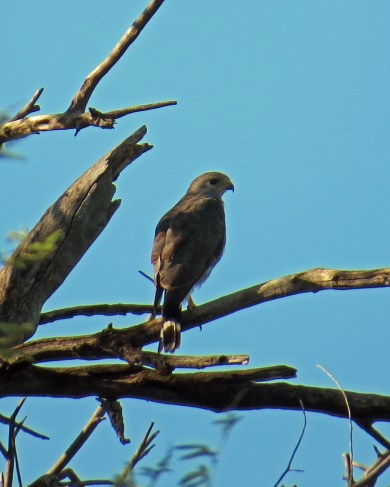 Gray Hawk Perched