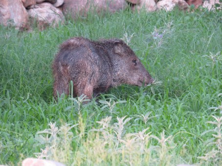 Javelina