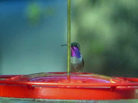 Lucifer Hummingbird3