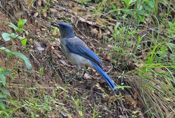 Mexican Jay