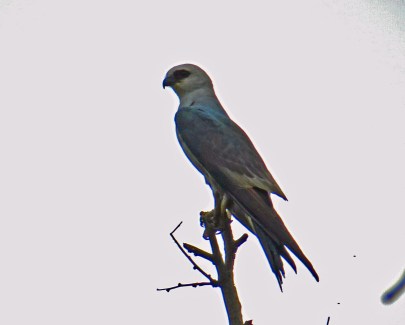 Mississippi Kite1r